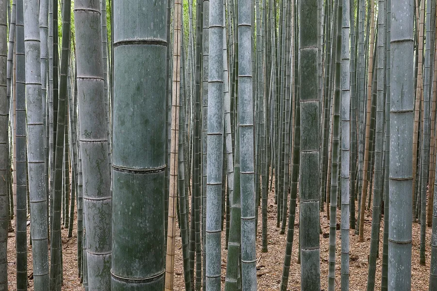 Bamboo Grove (a photogenic kimono spot around Togetsukyo Bridge)