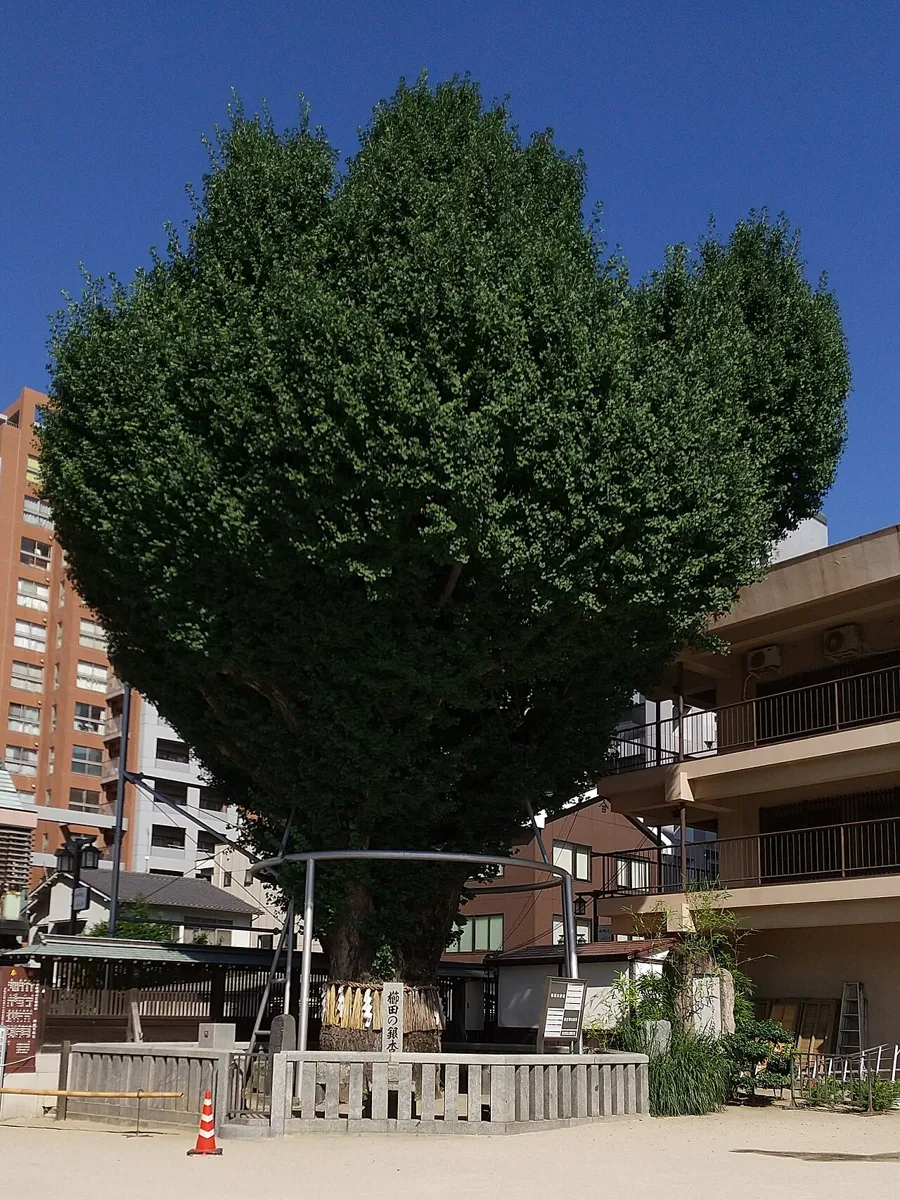 櫛田の銀杏（櫛田神社周辺の着物映えフォトスポット）