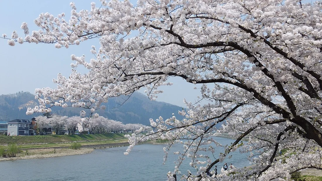 桧木内川堤の桜並木（角館の着物映えフォトスポット）