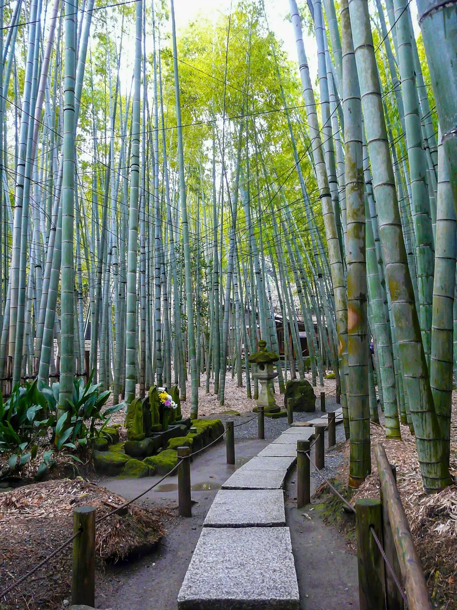 報国寺の竹林（鎌倉の着物映えフォトスポット）
