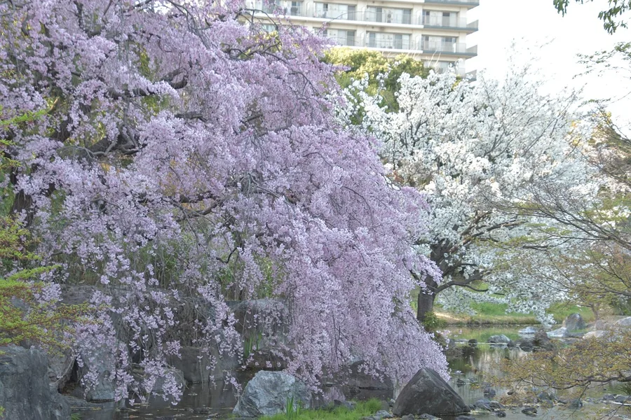 白鳥庭園（名古屋の着物映えフォトスポット）